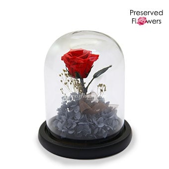 Love at Midnight (Preserved Flowers)