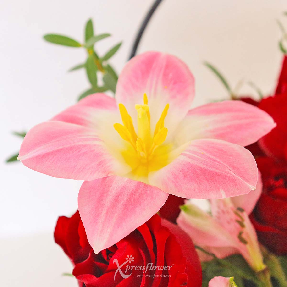 abu2301 passion blooms 12 red roses new 1c