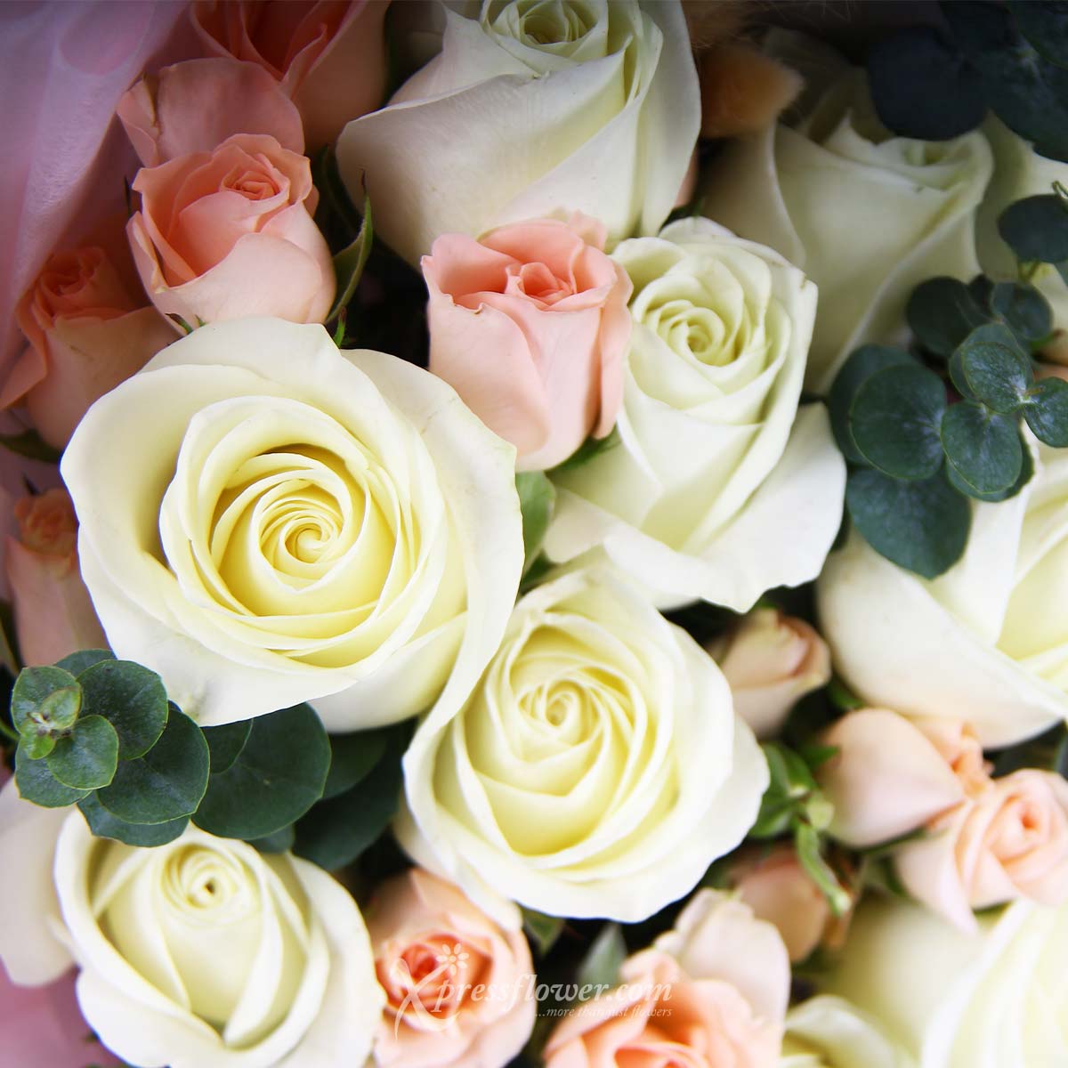 bq2210 pure beginnings 12 white roses 1d