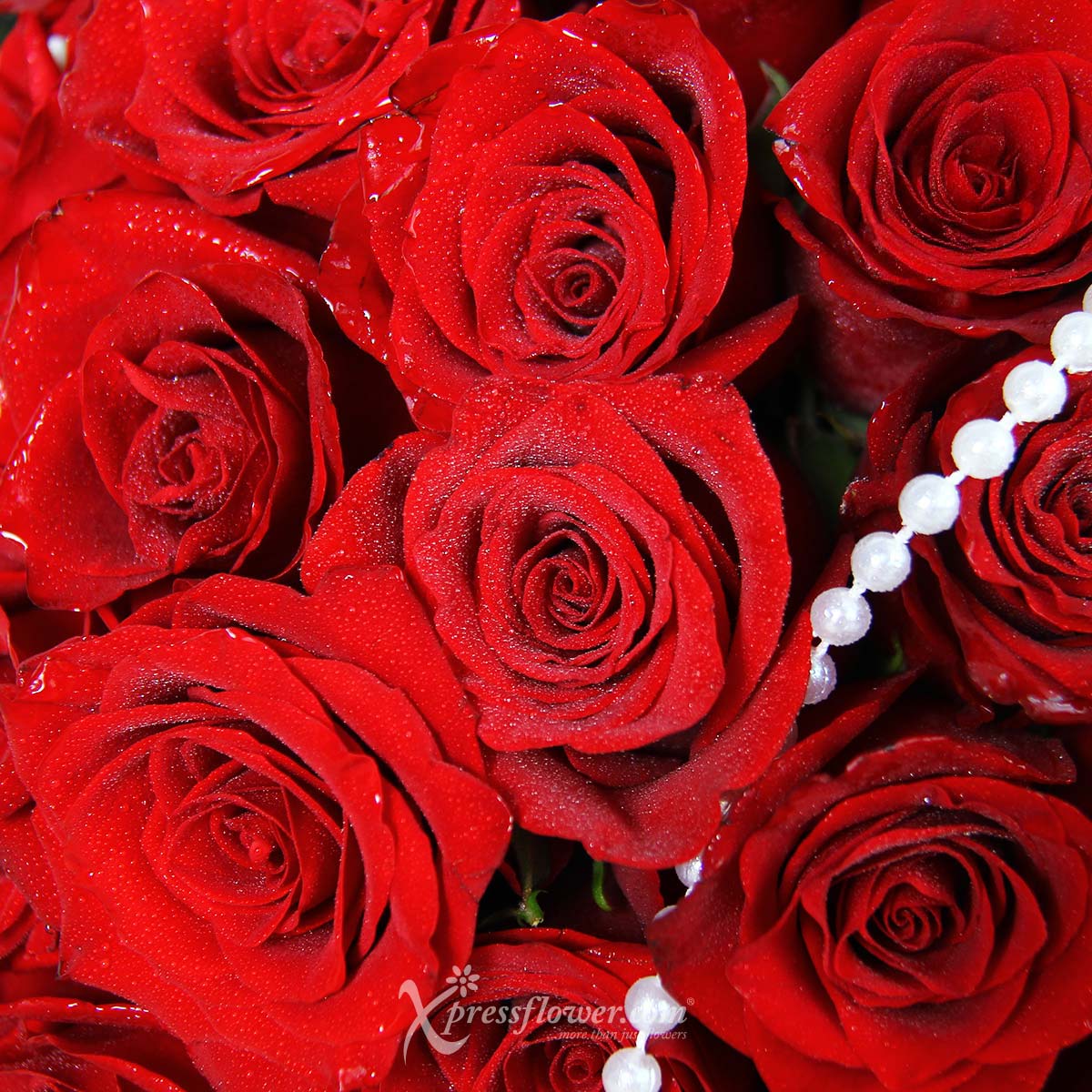 bq2211 grand affection 24 red roses 1d