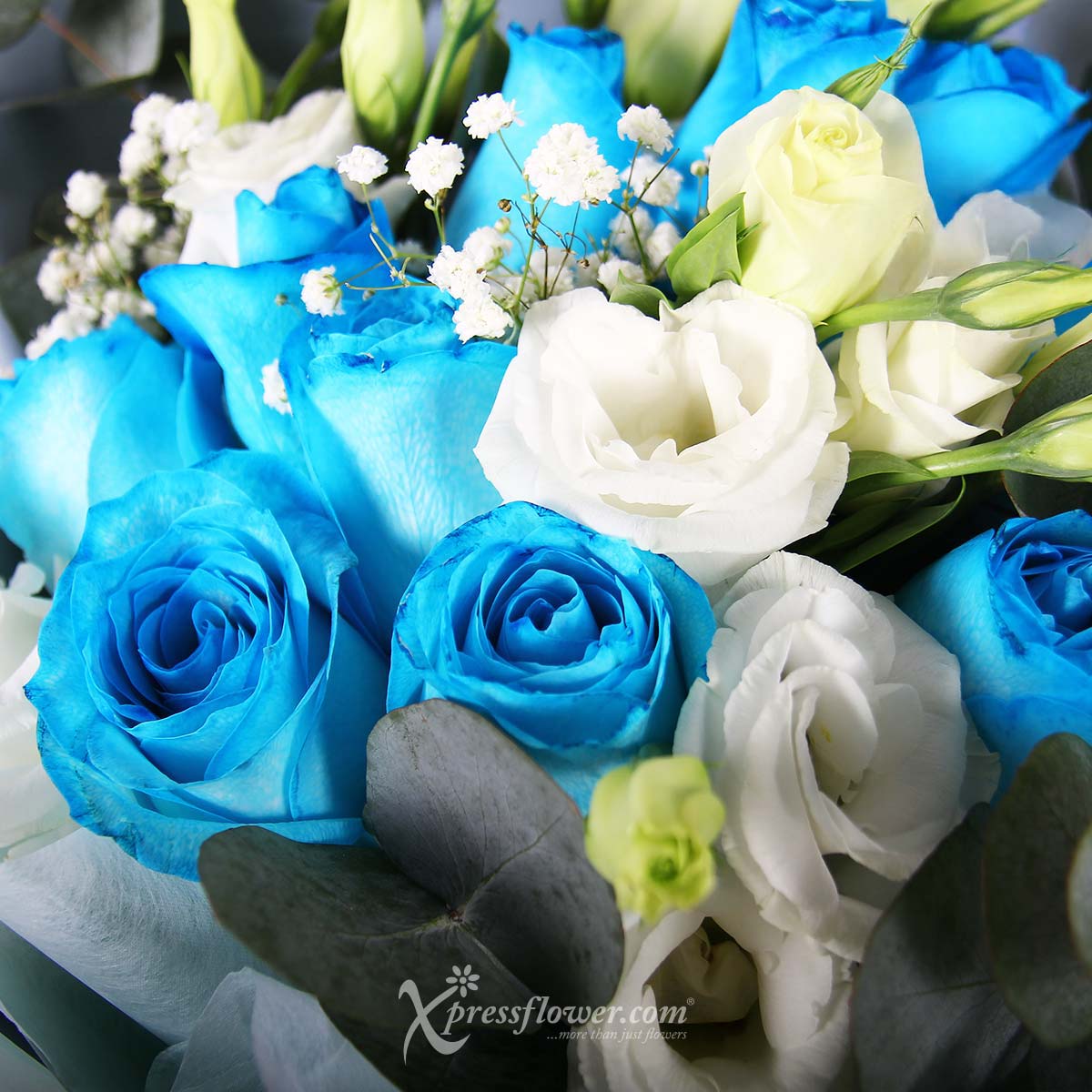 bq2212 gentle desires 12 blue roses 1d