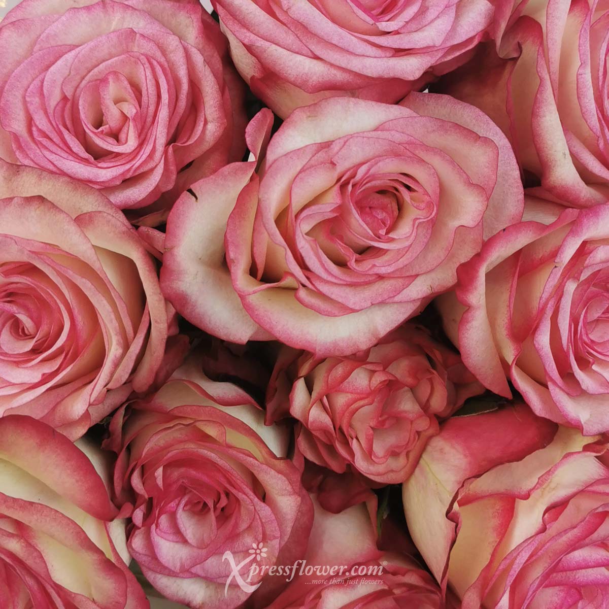 BQ2242 Blossoming Blushes12 pink roses 1c
