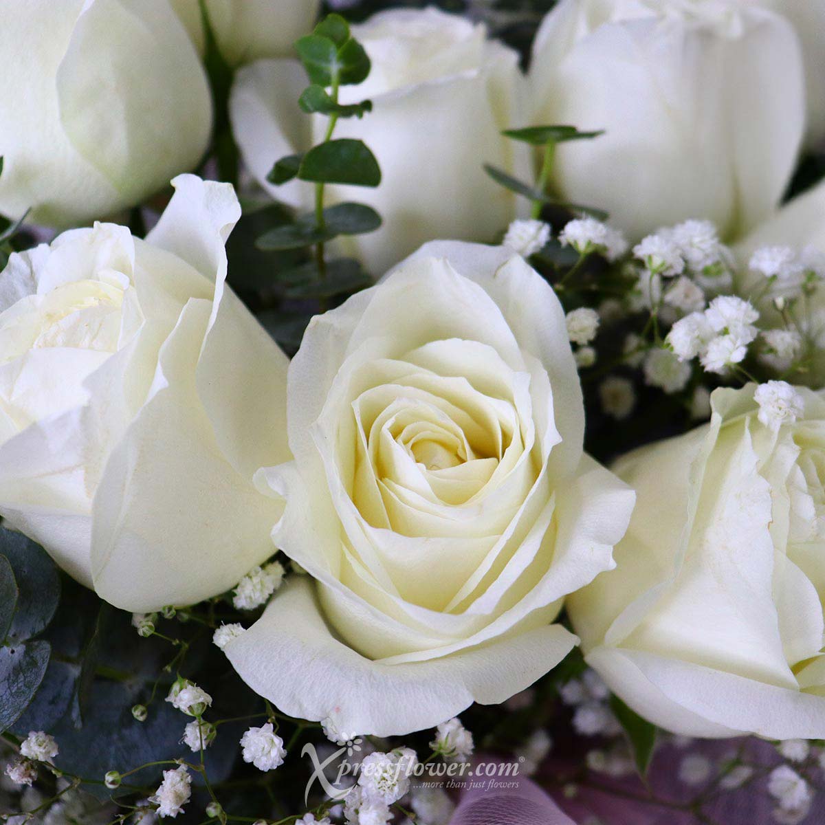 bq2305 loving finesse 12 white roses 1d