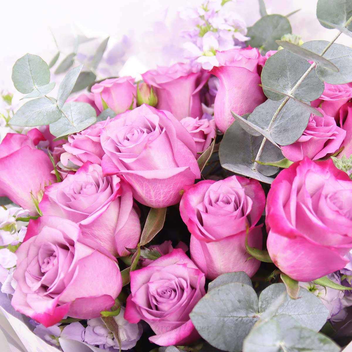 BQ2508 Purple Elegance 12 Yam Roses 1c