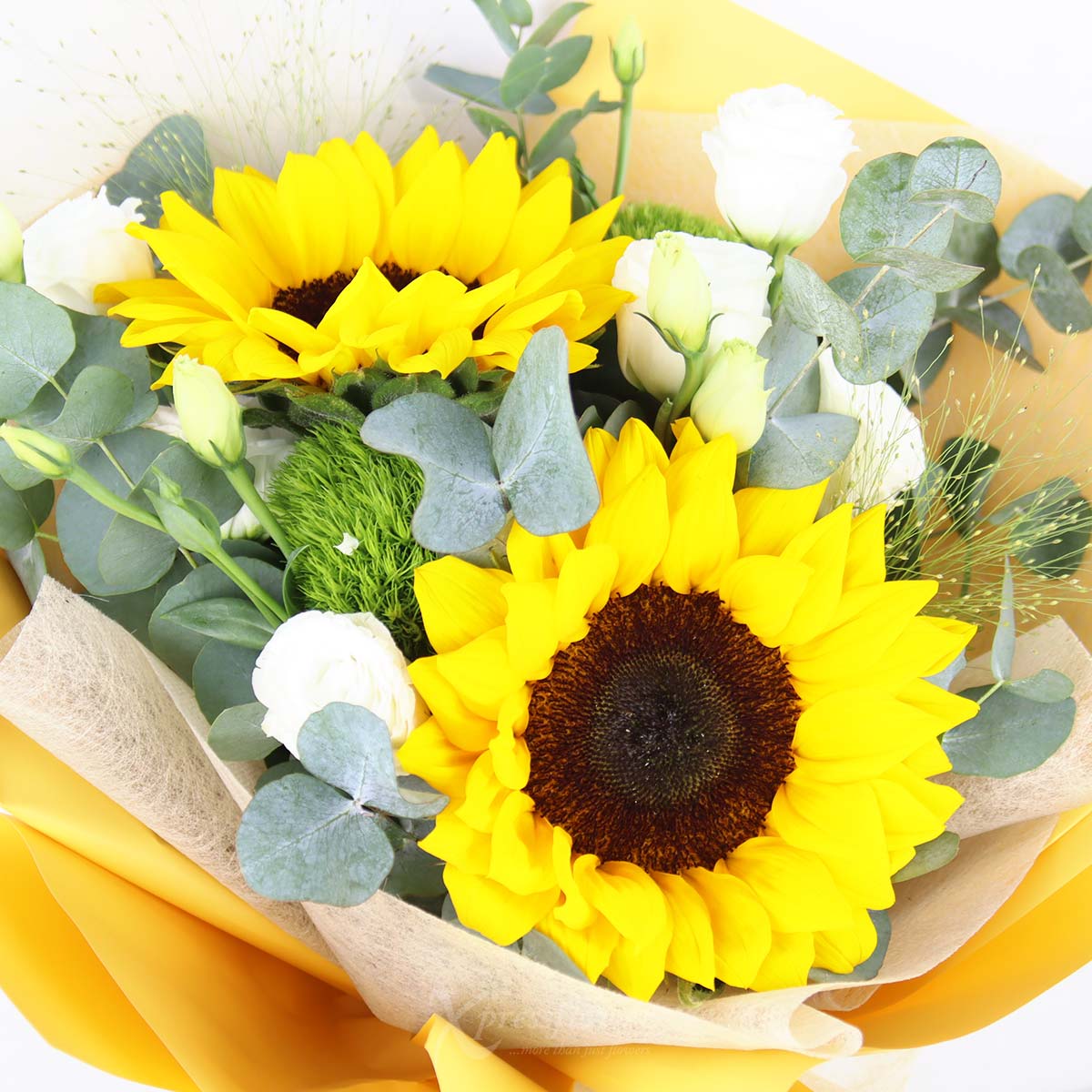BQ2552 Golden Joy 2 Sunflowers 1c