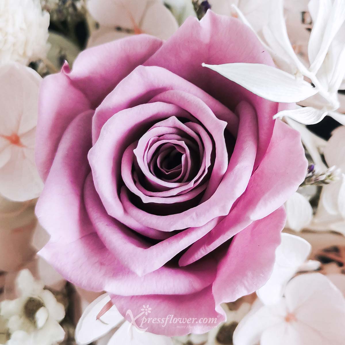 PR2209 Periwinkle Moments 1d