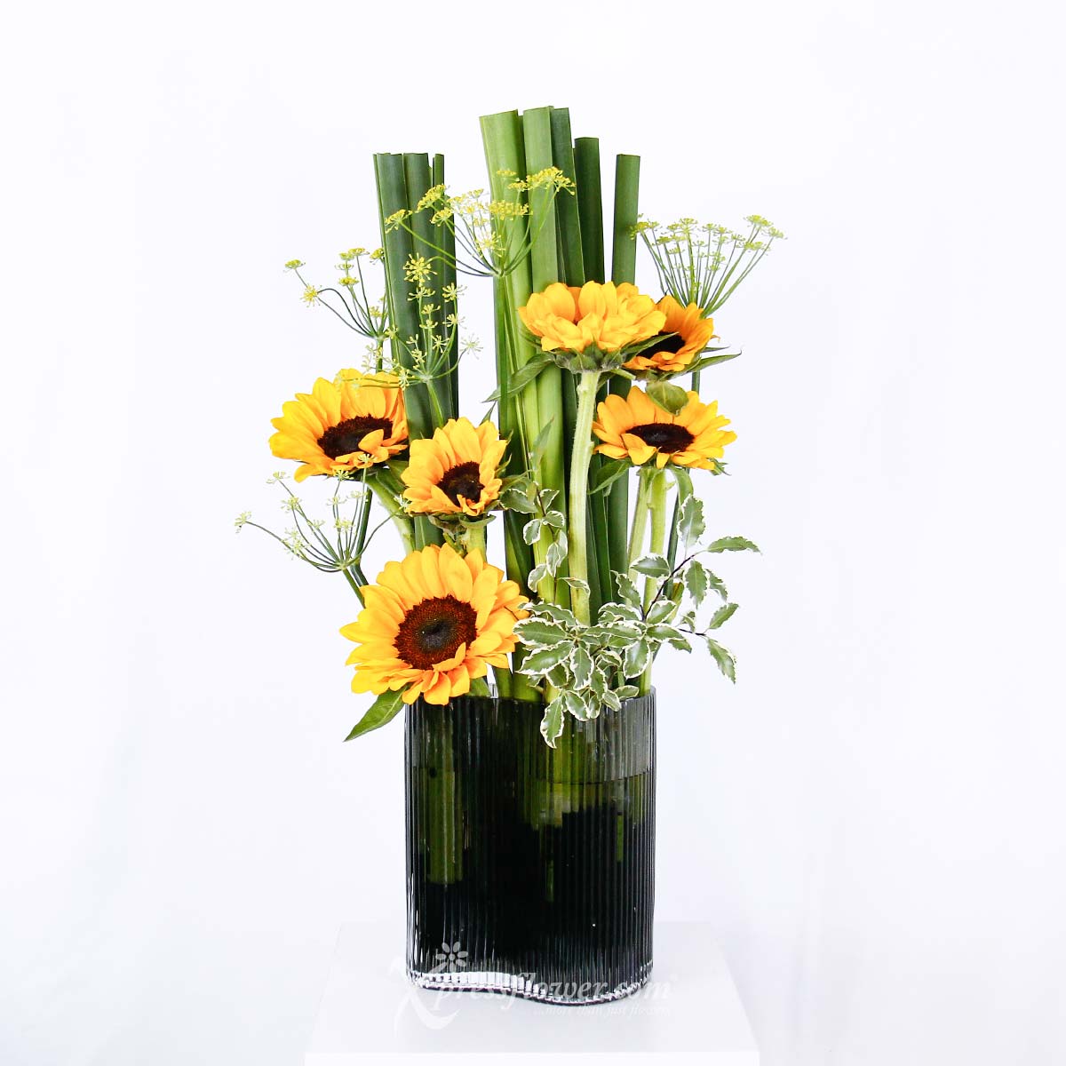 Helios Pleasure (6 Sunflowers & 5 stalks Anethum, Pittosporum Tenuifolium)