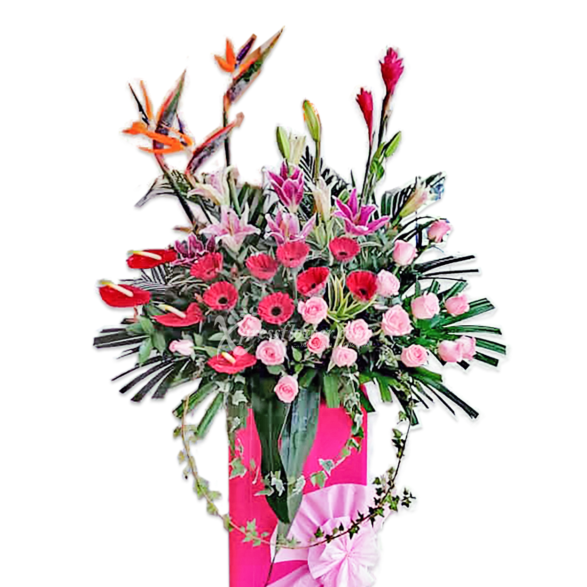 CONGRATULATORY STAND C (MYJB)