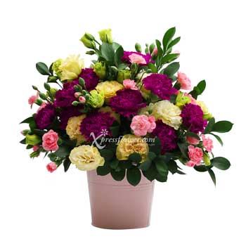 Sweet Girl (10 Dark Purple Carnations)