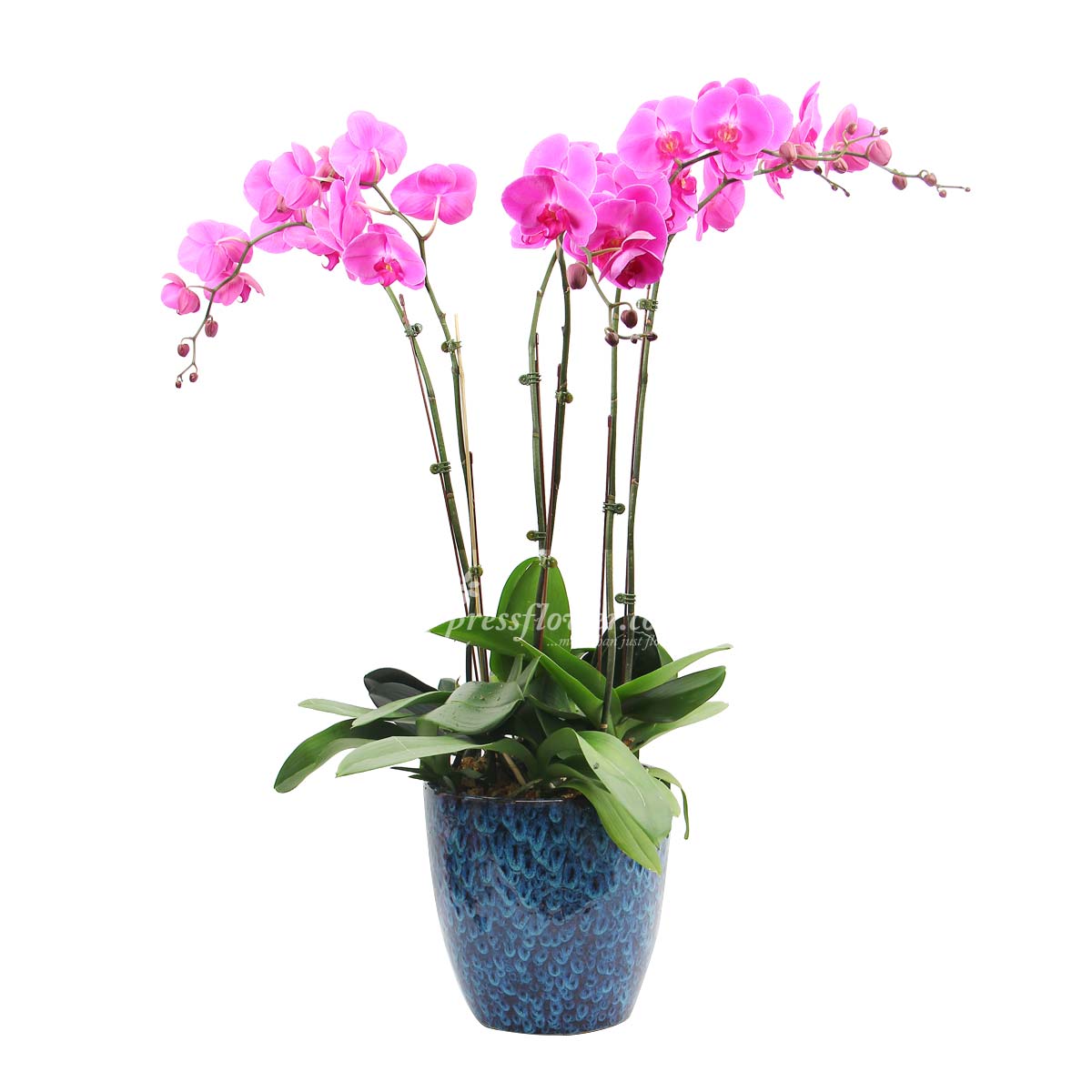 Exquisite Charms (Orchid Plant)