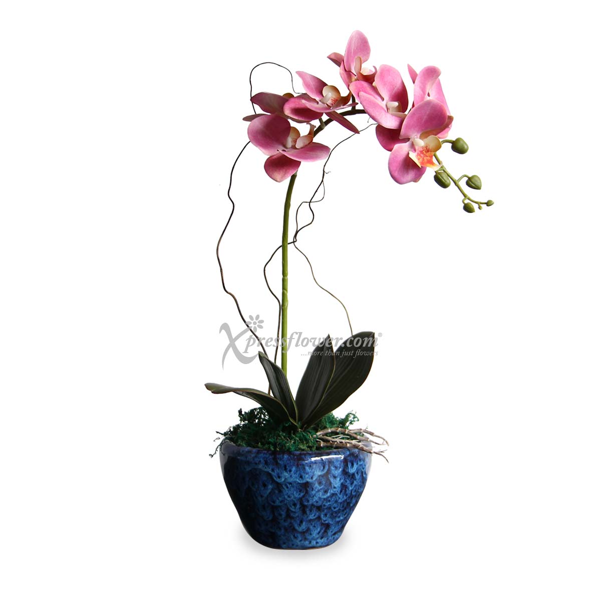 Imperial Beauty (Artificial Orchid)