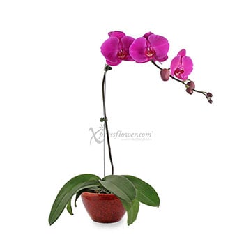 OC1906 Lucky Charm Orchid flower arrangement