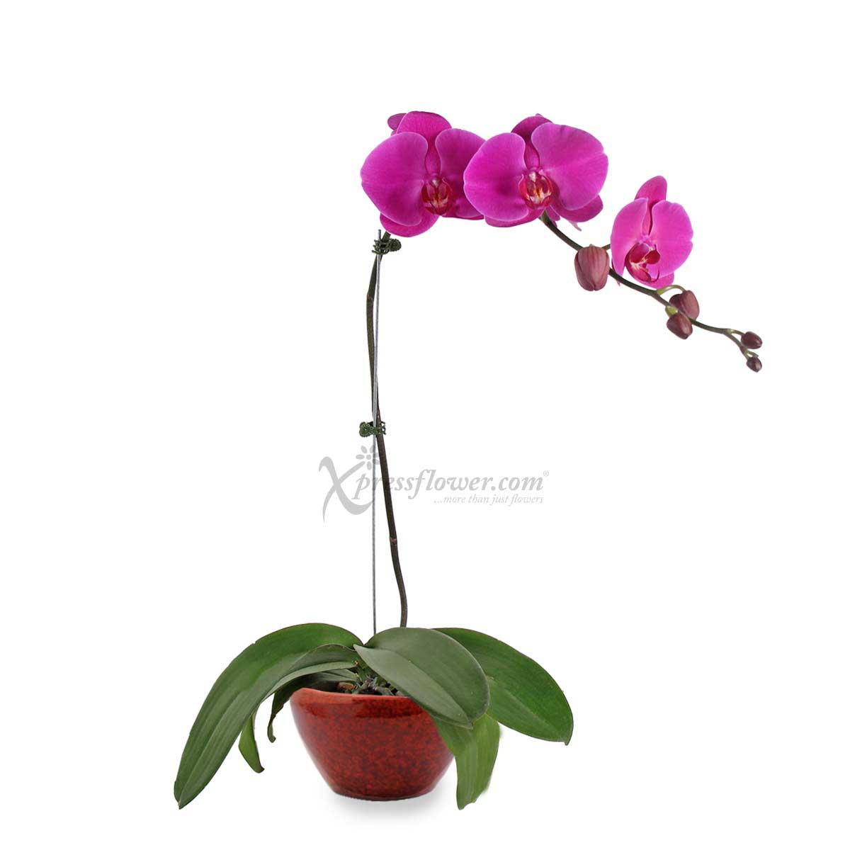 OC1906 Lucky Charm Orchid flower arrangement