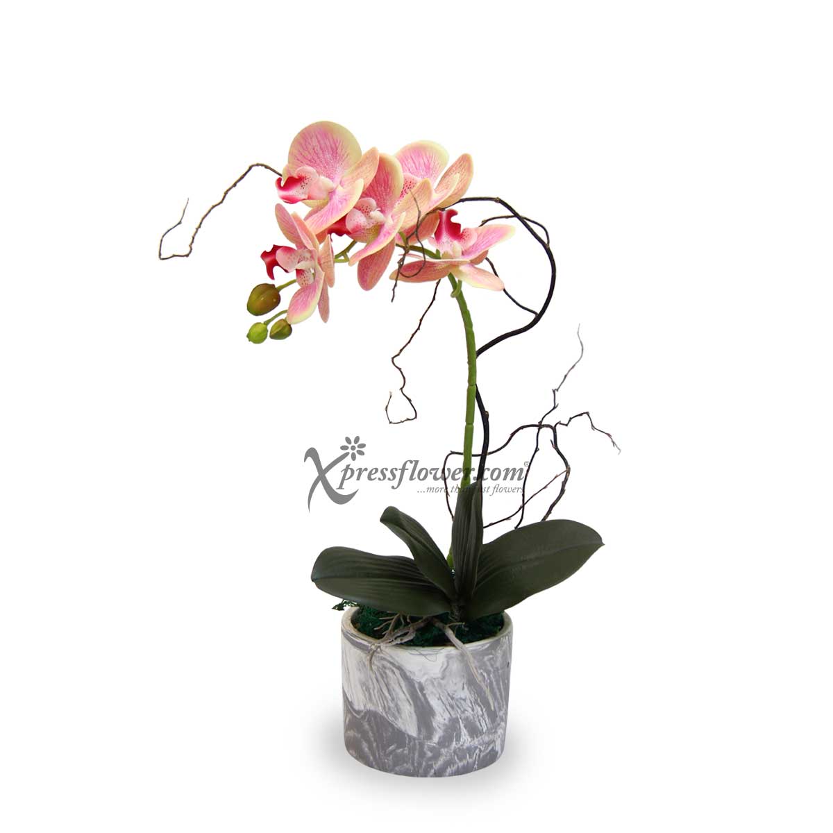 Lucky Treasure (Artificial Orchid)