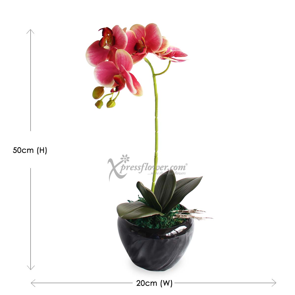 OC2101 Charming Beauty Artificial Orchid C
