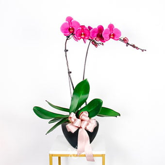  Inspiring Blooms (2 Stalks Purple Orchid)