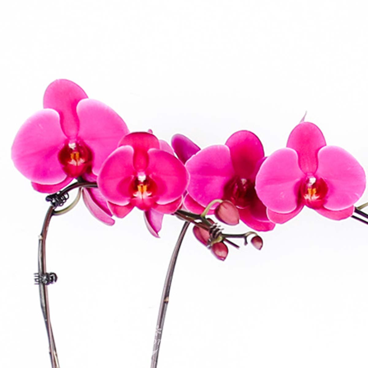 OC2201 Inspiring Blooms 1b