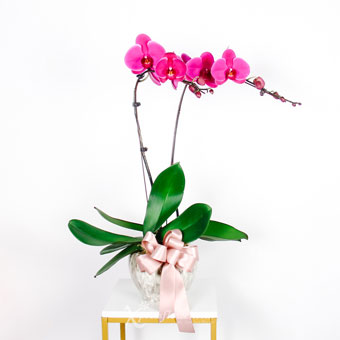  Inspiring Blooms (2 Stalks Purple Orchid)