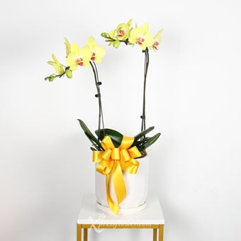 Queen Joy (2 Stalks Yellow Orchid)