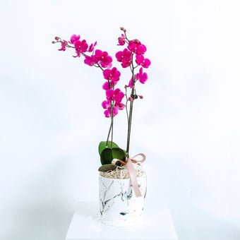Endearing Admiration (2 Mini Purple Orchids) 