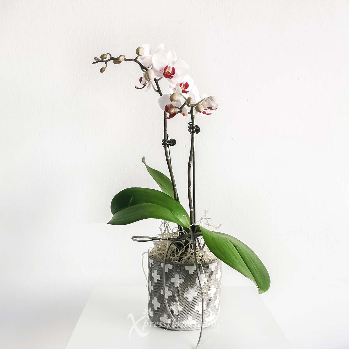 Evolving Elegance (2 White Mini Phalaenopsis Orchids)