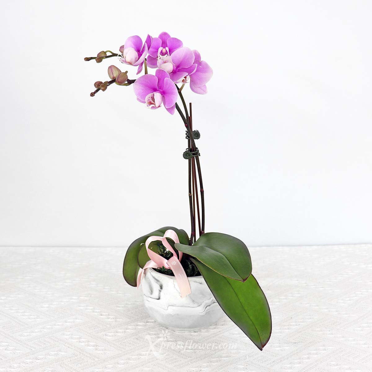 PS2303 Marbled Charisma (Mini Purple Orchids) 1b