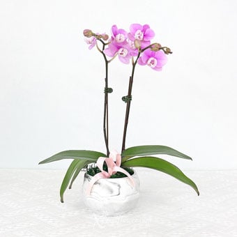 Marbled Charisma (Mini Purple Orchids)