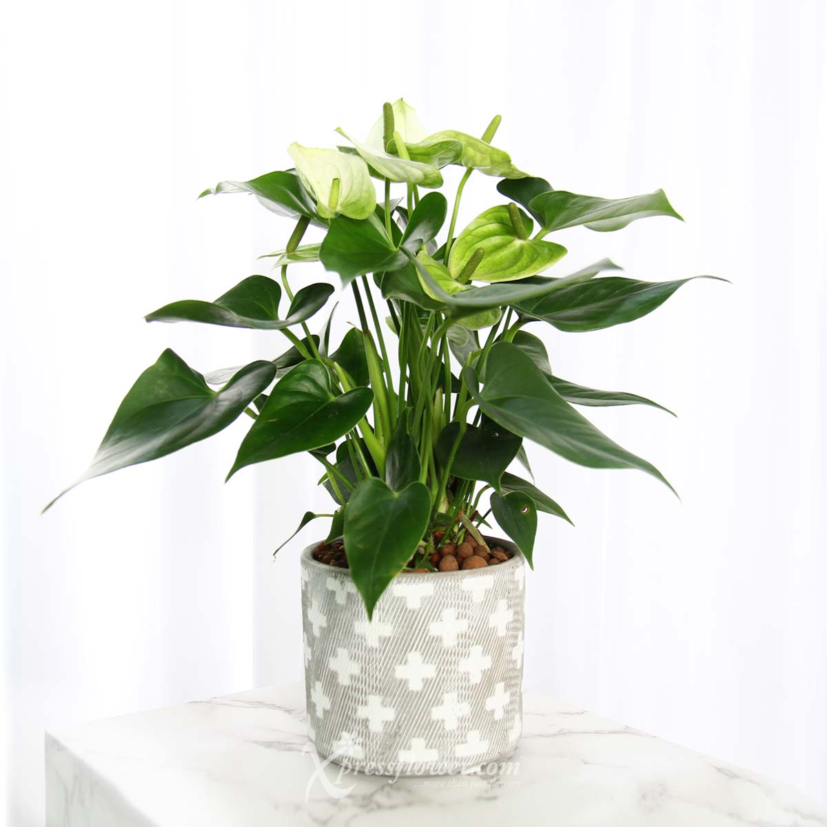 PS2113 Star-crossed Beauty (White Anthurium Plant) 1a