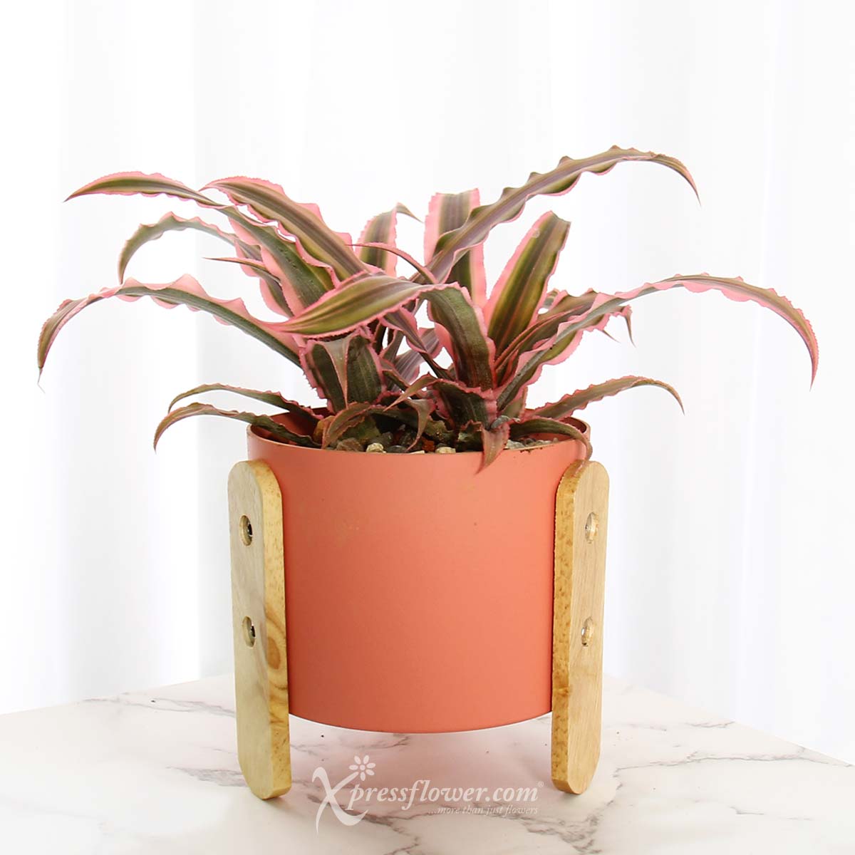 PS2115 MIni Crimson (Cryptanthus Bivittatus Plant) 1a