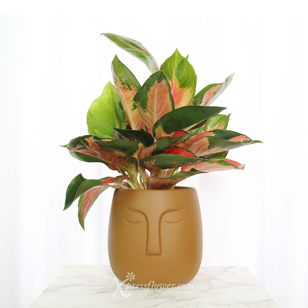PS2121 Terracotta Goddess (Aglaonema Plant) 1a