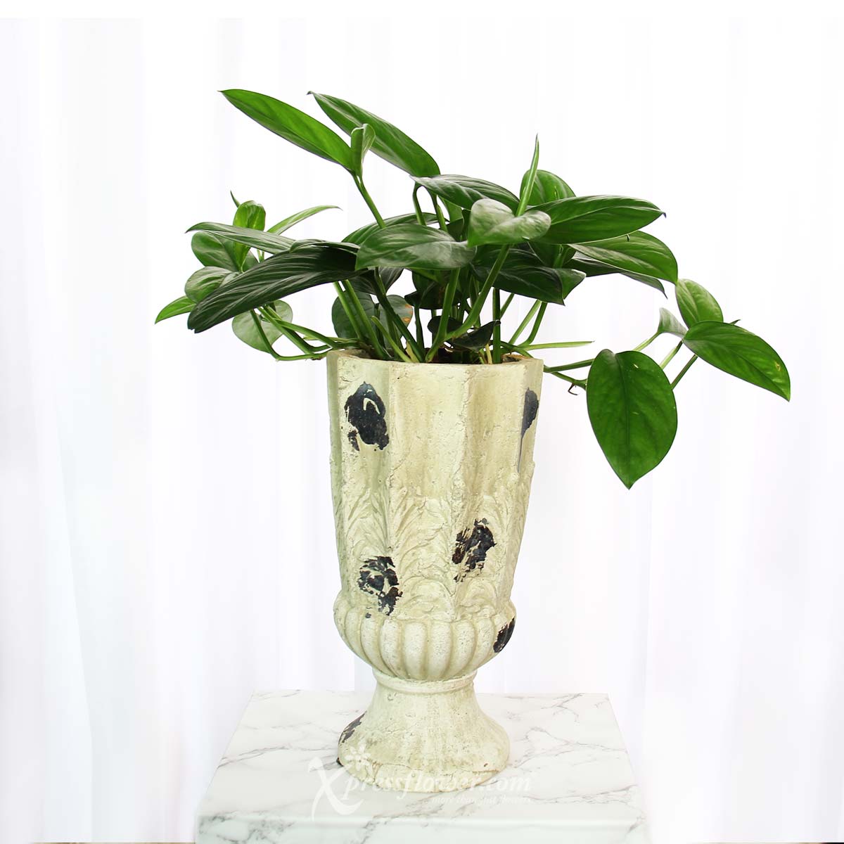 Flourishing Renaissance (Epipremnum Pinnatum Plant)