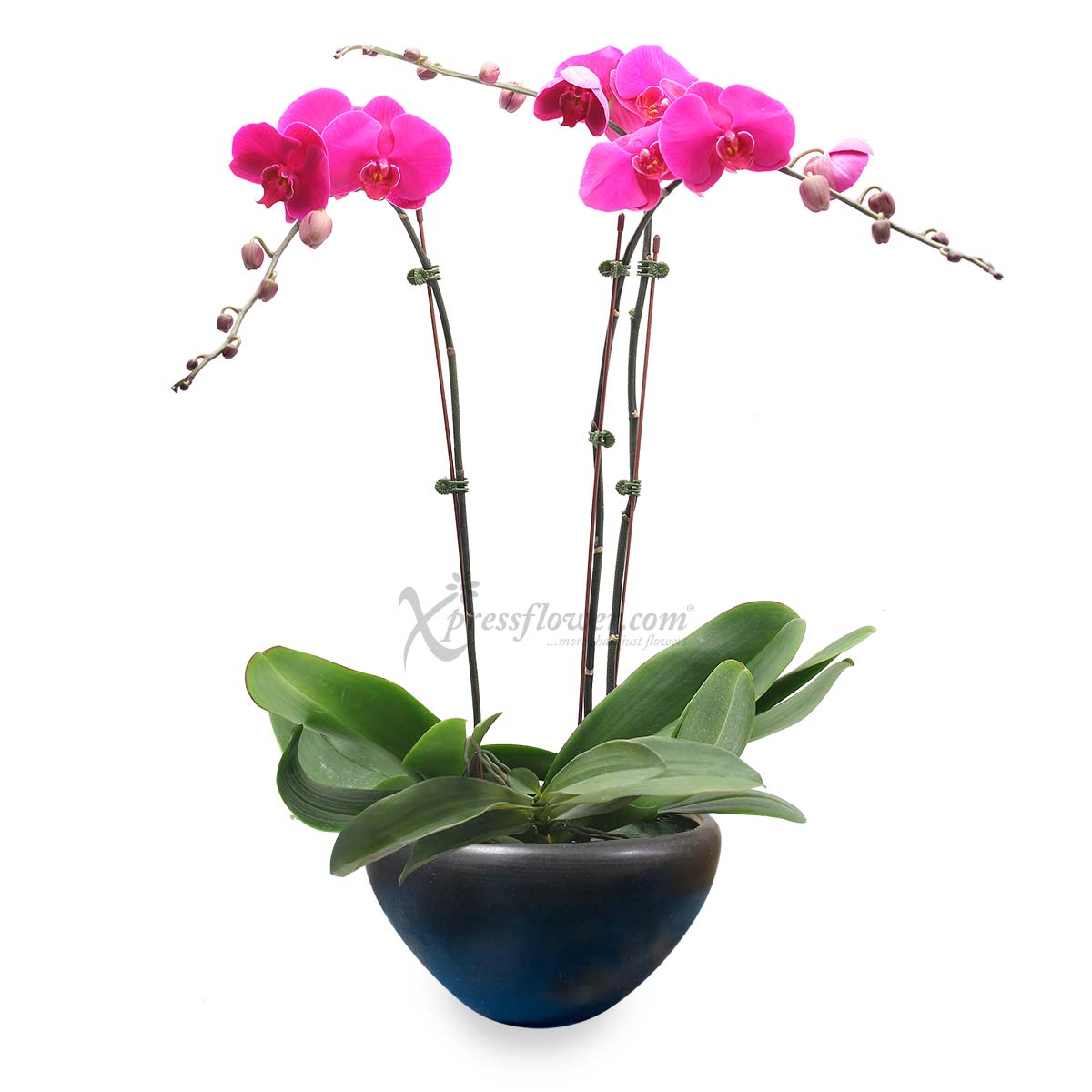 Statuesque Allure (Orchid Plant)