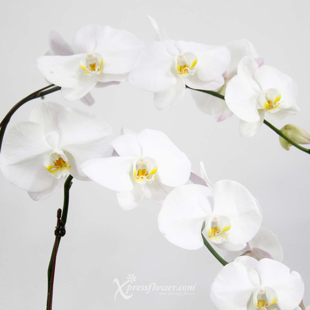 OC2205 Pure Grace White Orchids 1b