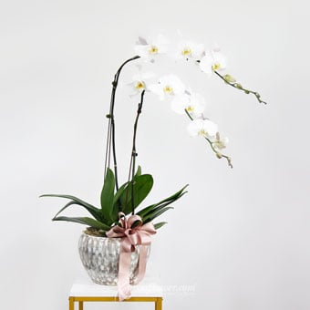Pure Grace (2 Stalks White Orchids)