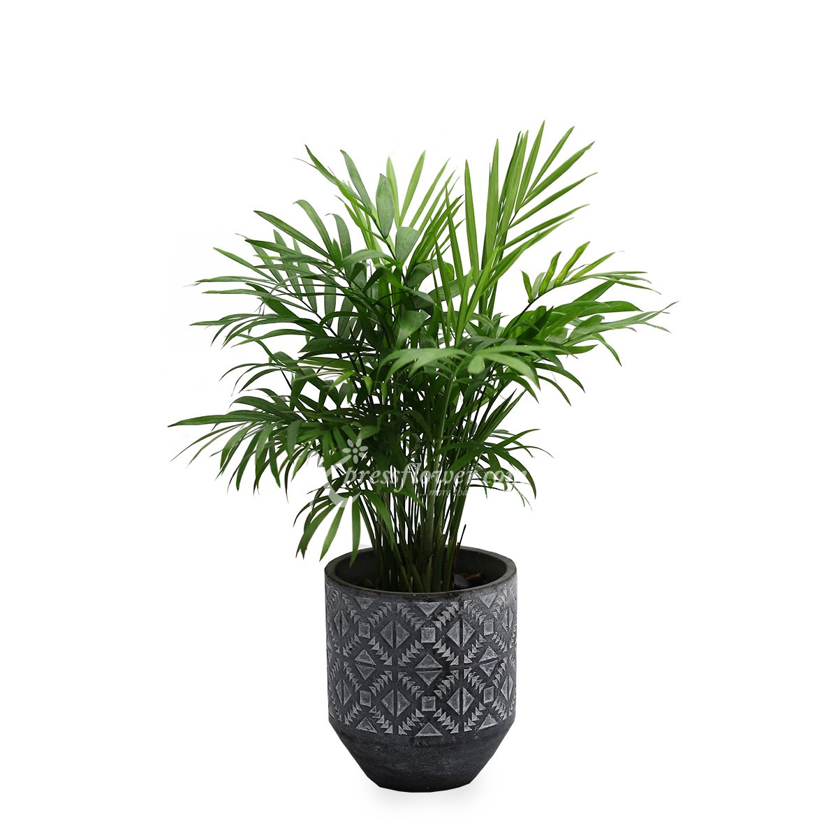 Green Thumbs (Mini Palm Tree Plant)
