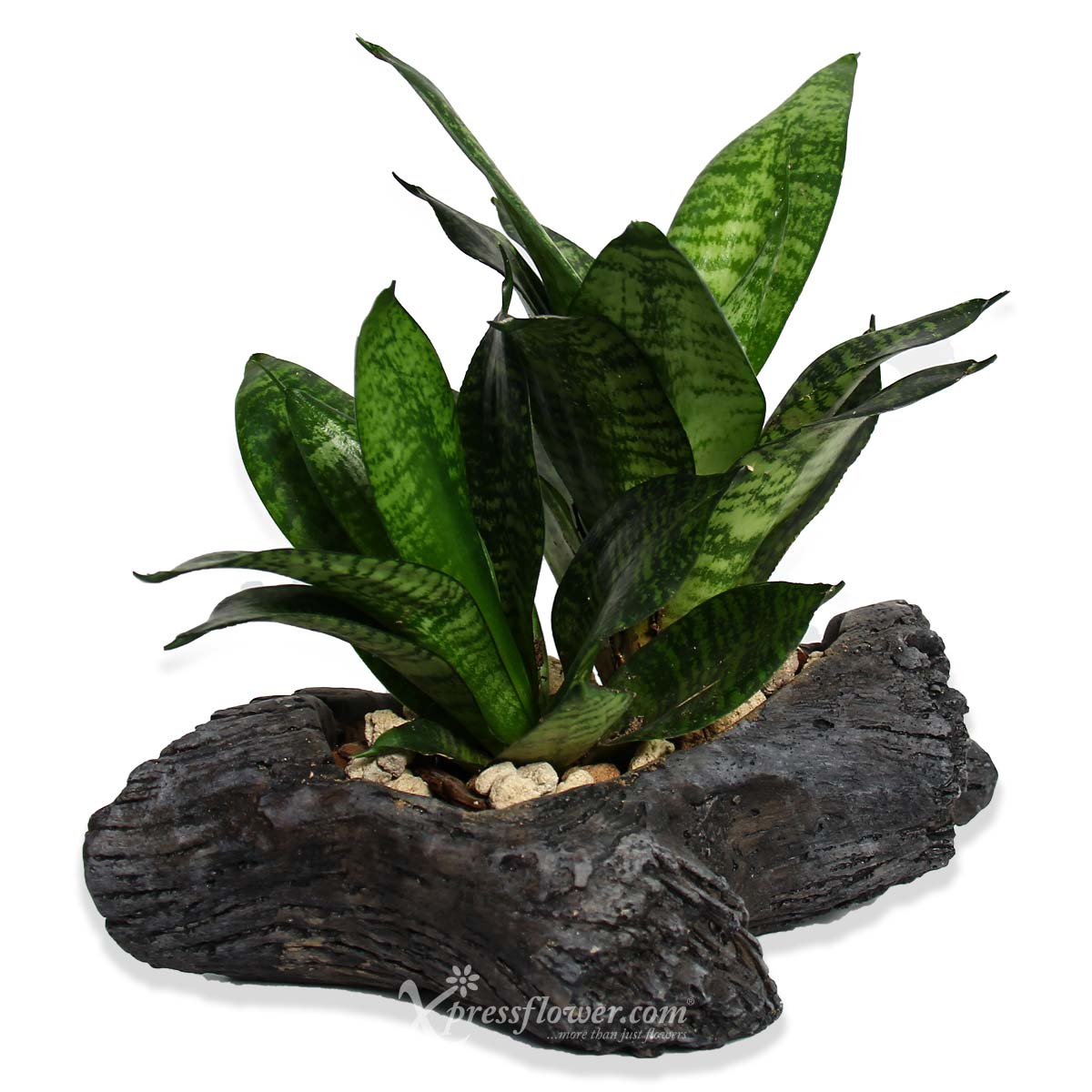 PS2108 Grand Timber Snake Skin Sansevieria Plant 5a