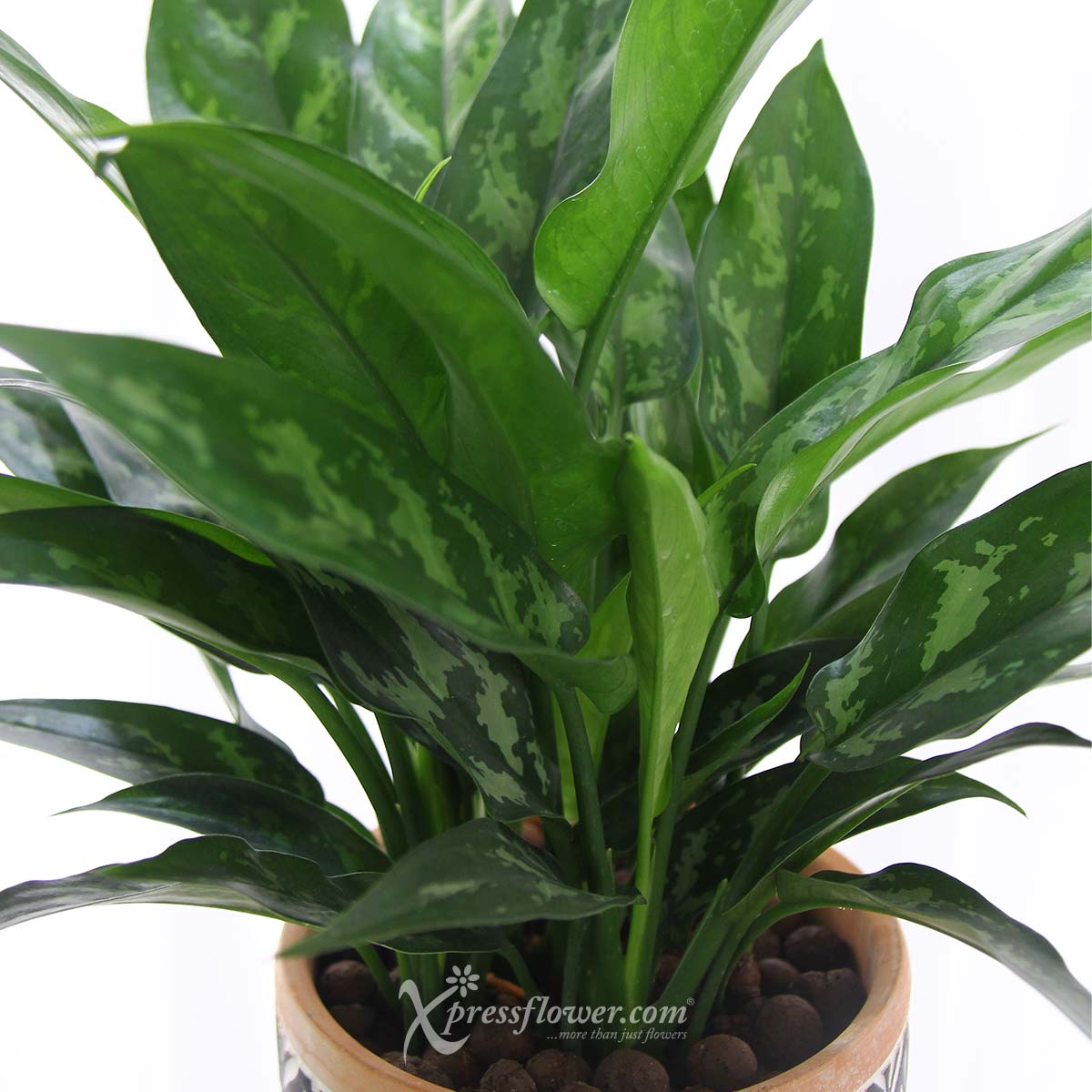 PS2112 Amazonian Wonder (Aglaonema Malay Beauty Plant) 1d