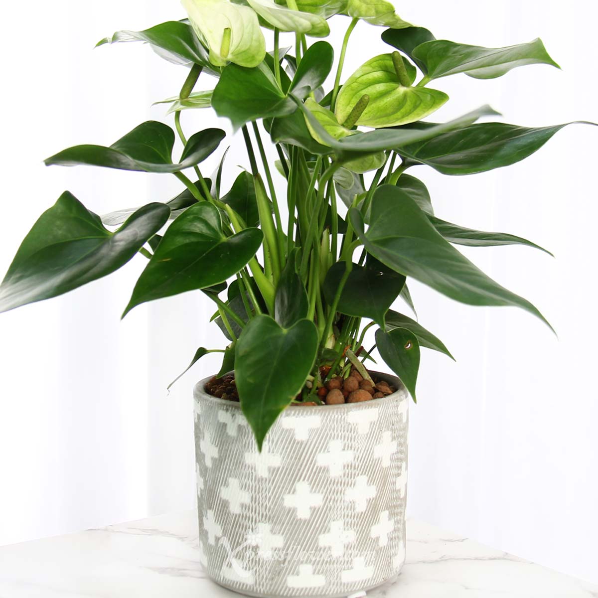 PS2113 Star-crossed Beauty (White Anthurium Plant) 1b