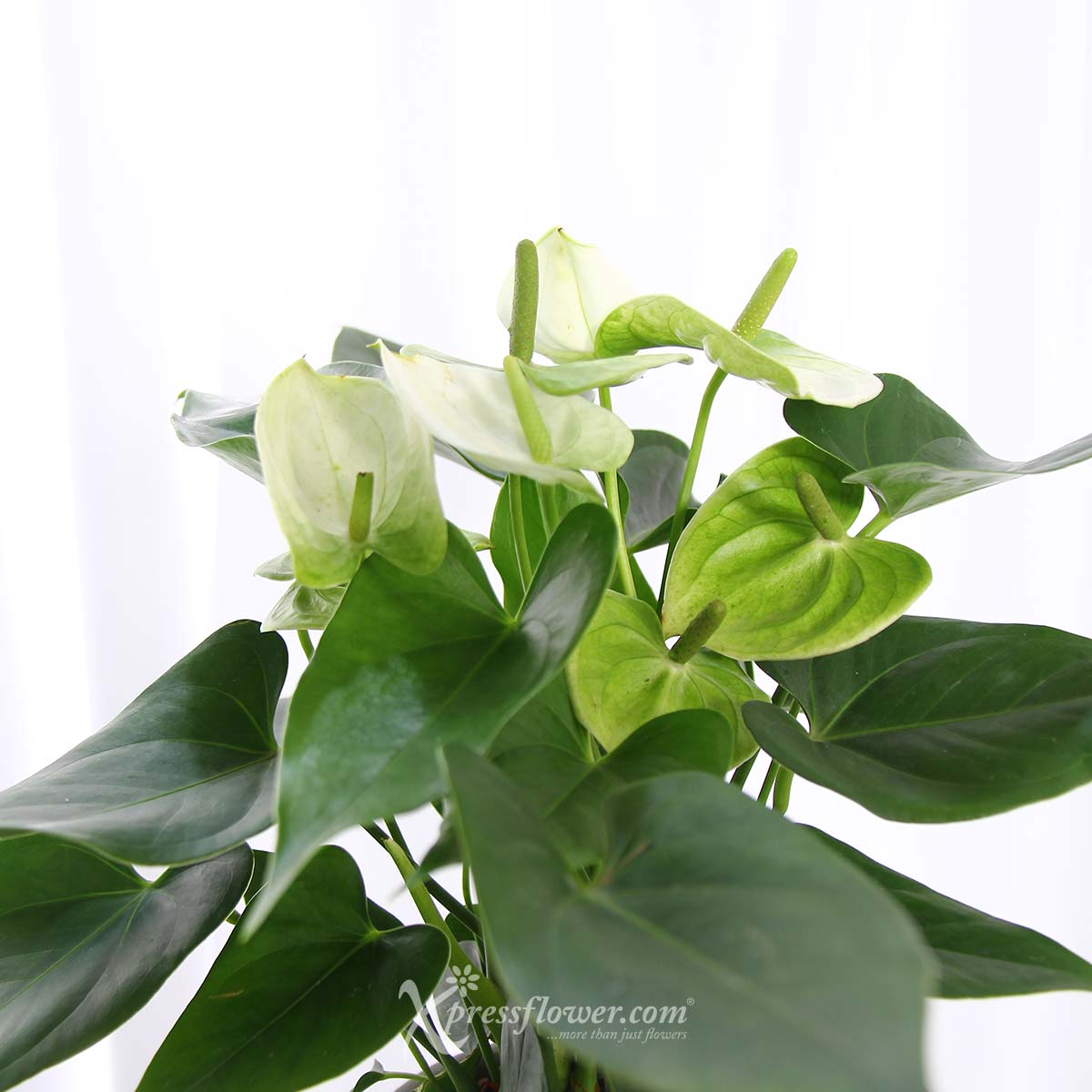PS2113 Star-crossed Beauty (White Anthurium Plant) 1d