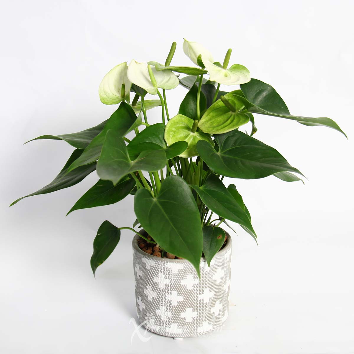 PS2113 Star-crossed Beauty (White Anthurium Plant) 5a