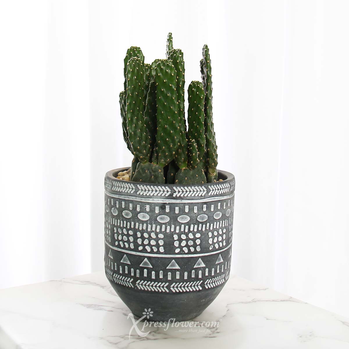Arizona Grace (Cactus Plant)