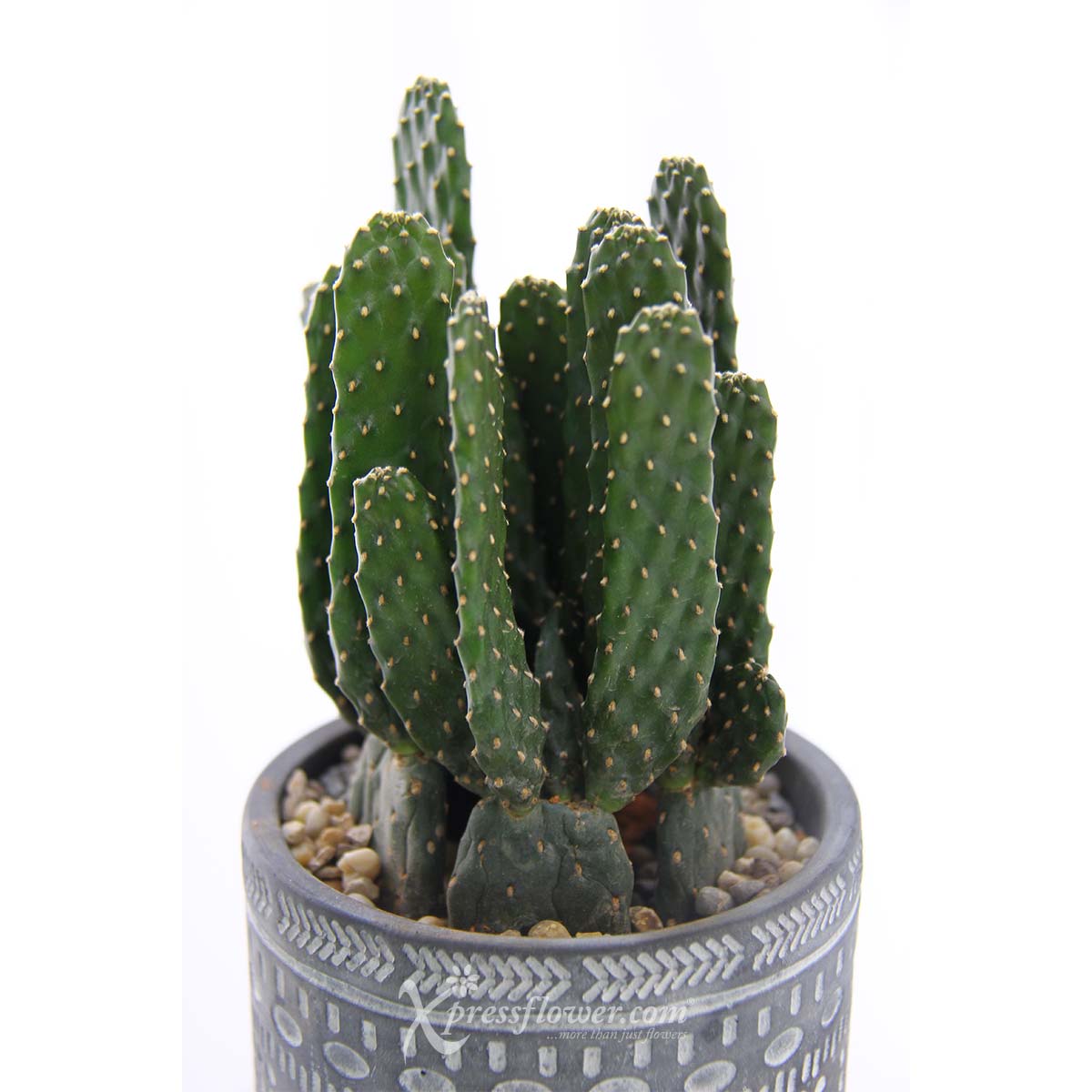 PS2114 Arizona Grace (Cactus) 1d