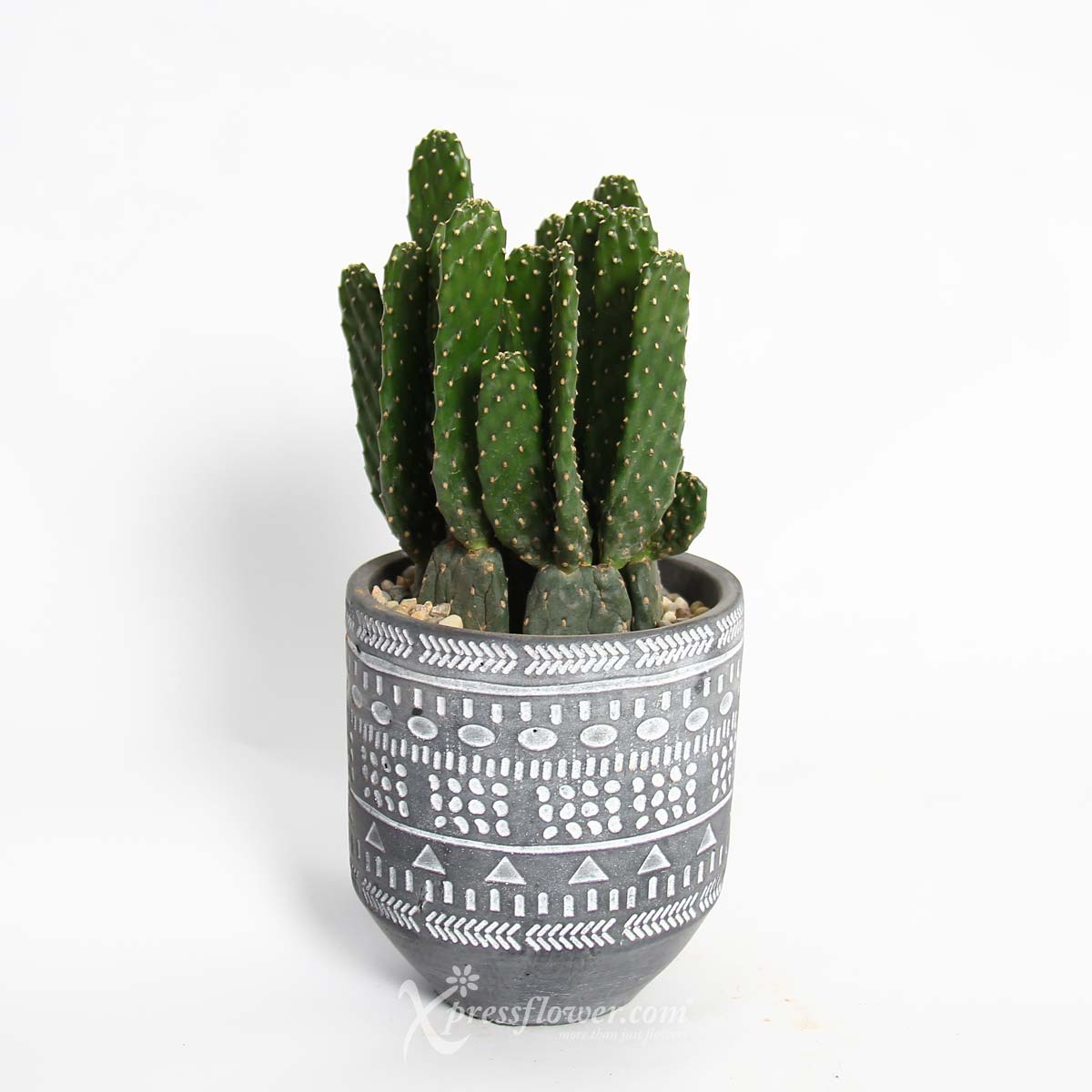 PS2114 Arizona Grace (Cactus) 5a