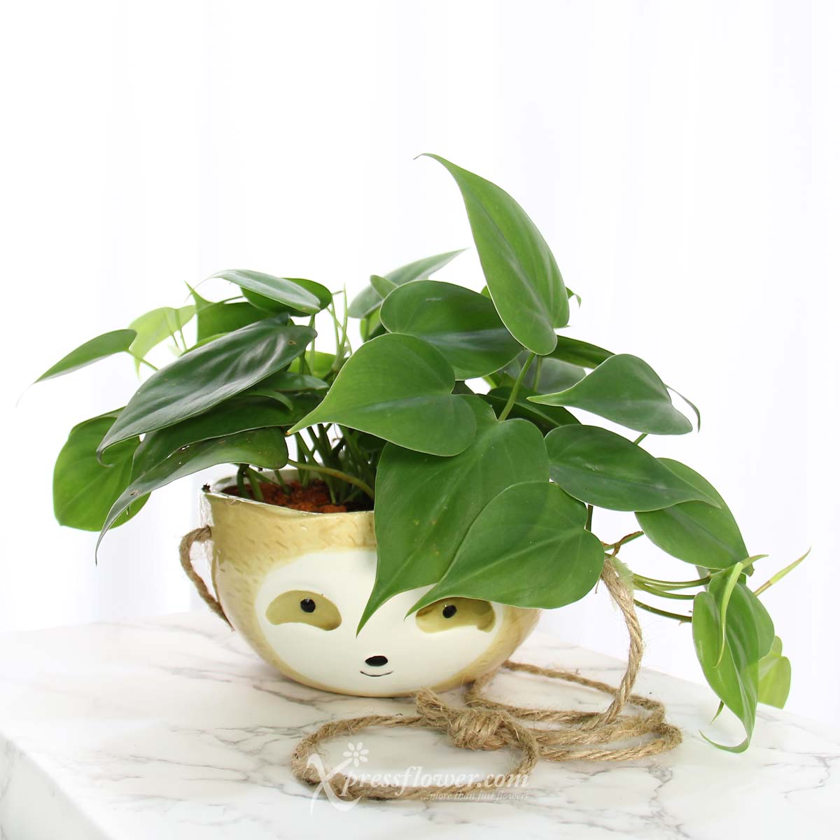 PS2118 Mr Cool Sloth (Philodendron Scandens Plant) 1a
