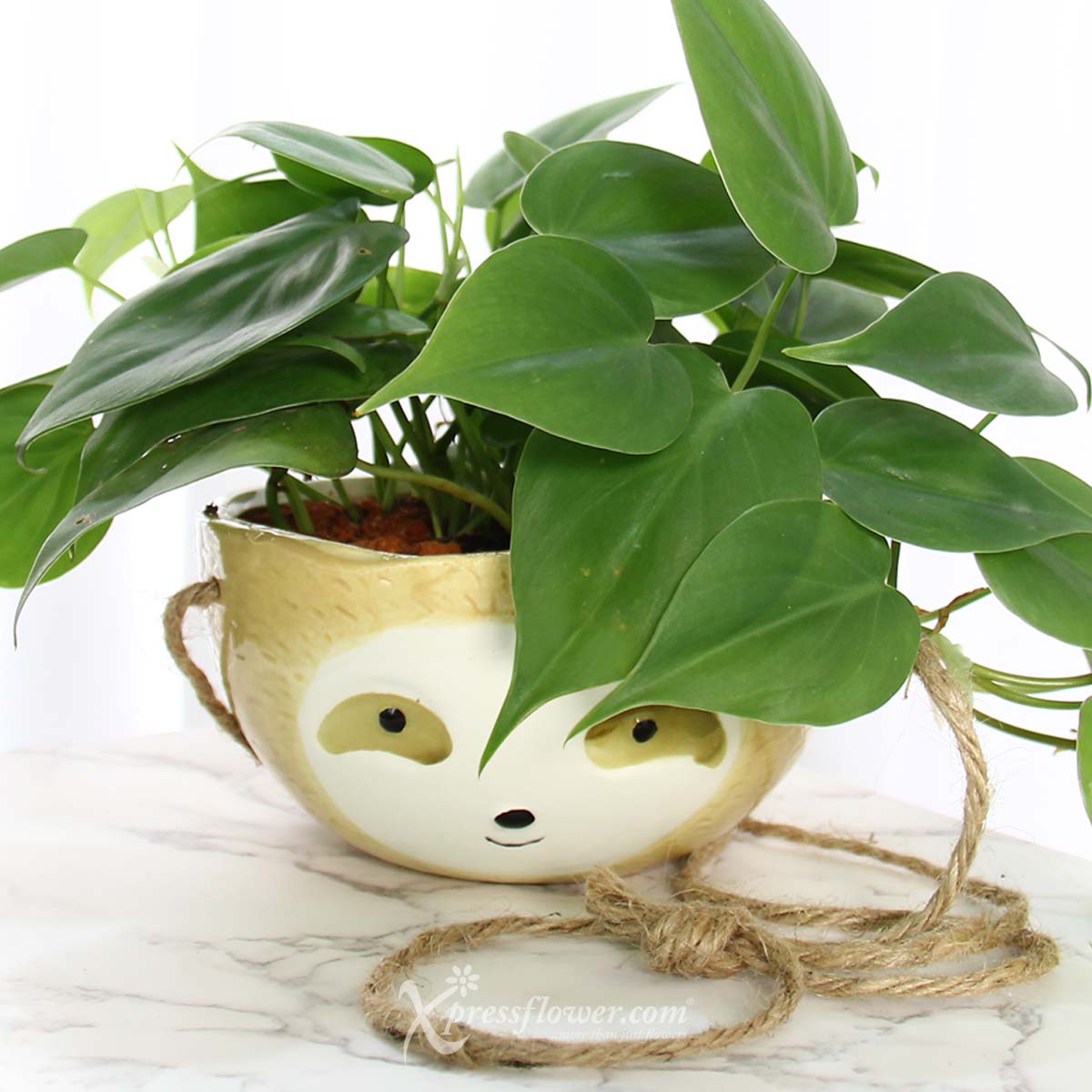 PS2118 Mr Cool Sloth (Philodendron Scandens Plant) 1b