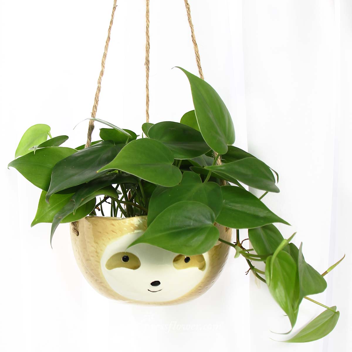 PS2118 Mr Cool Sloth (Philodendron Scandens Plant) 1c