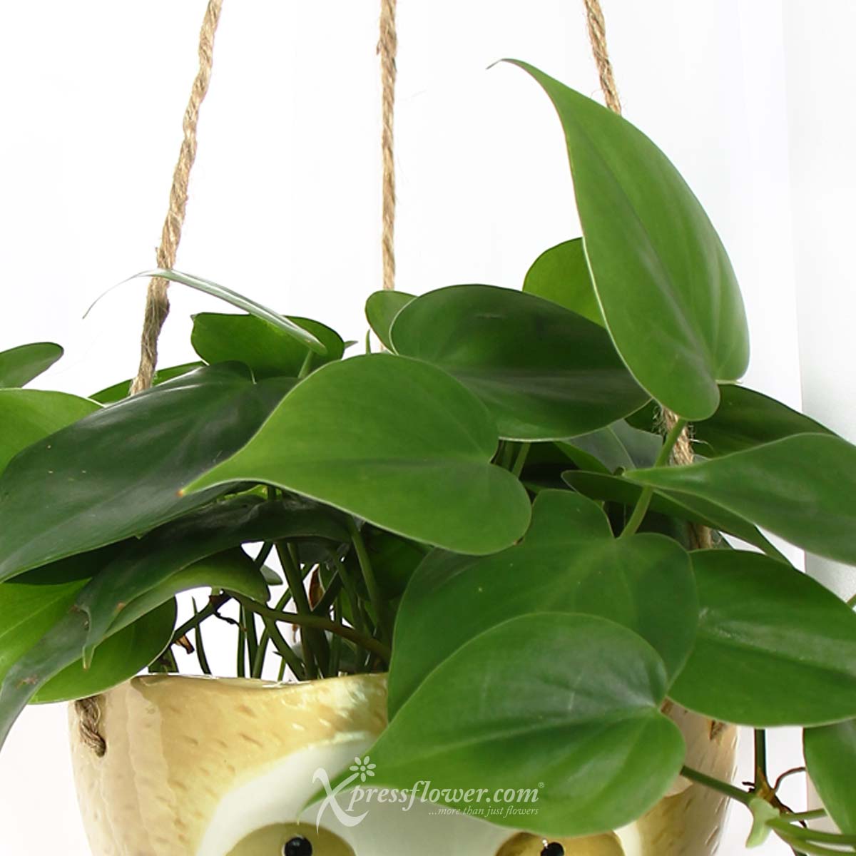 PS2118 Mr Cool Sloth (Philodendron Scandens Plant) 1d