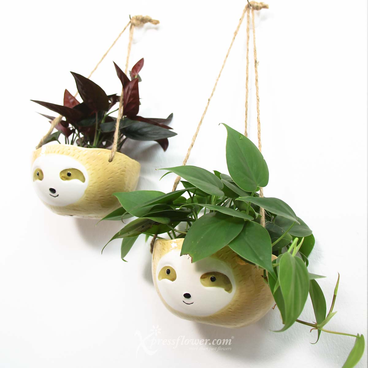 PS2118 Mr Cool Sloth (Philodendron Scandens Plant) 3a