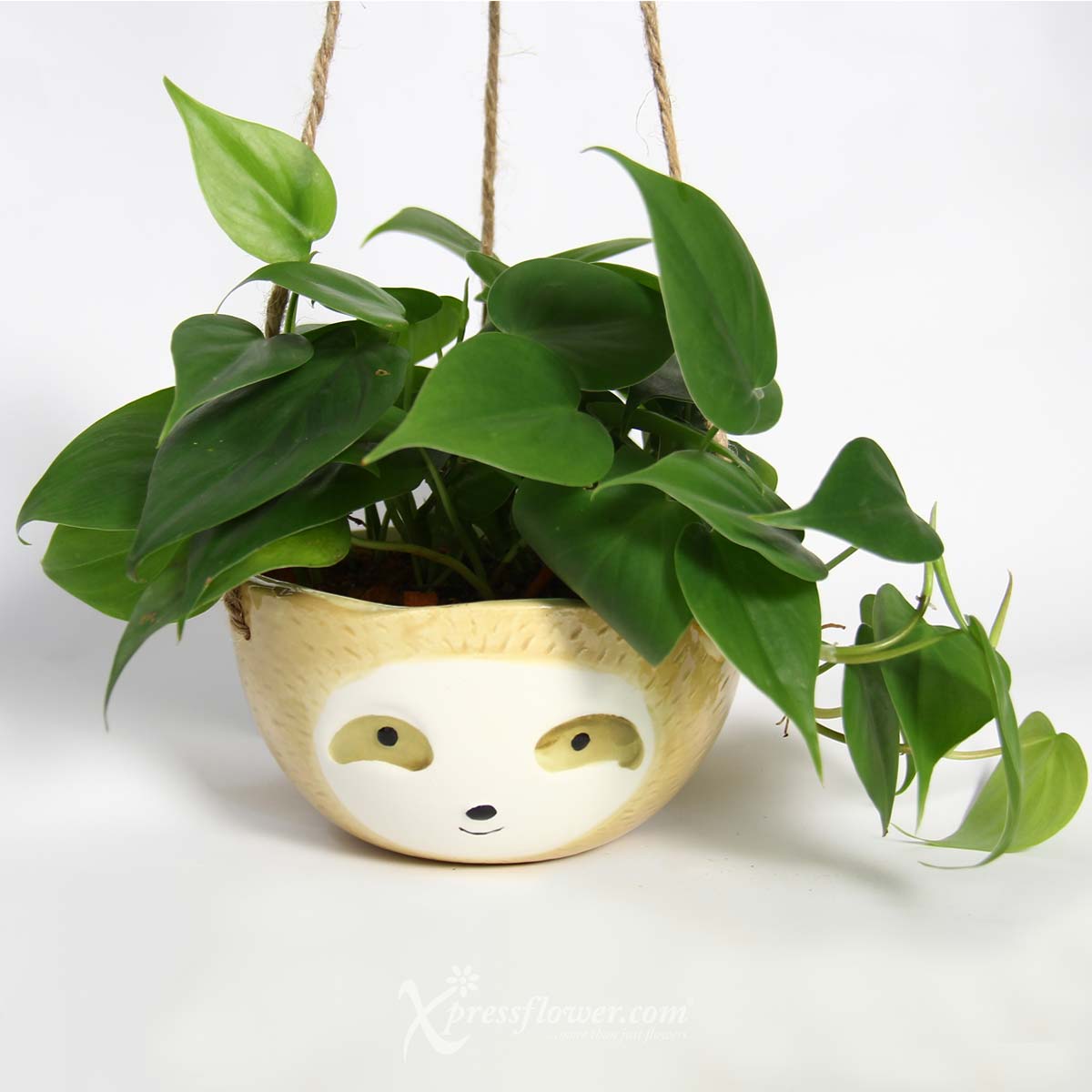 PS2118 Mr Cool Sloth (Philodendron Scandens Plant) 5a