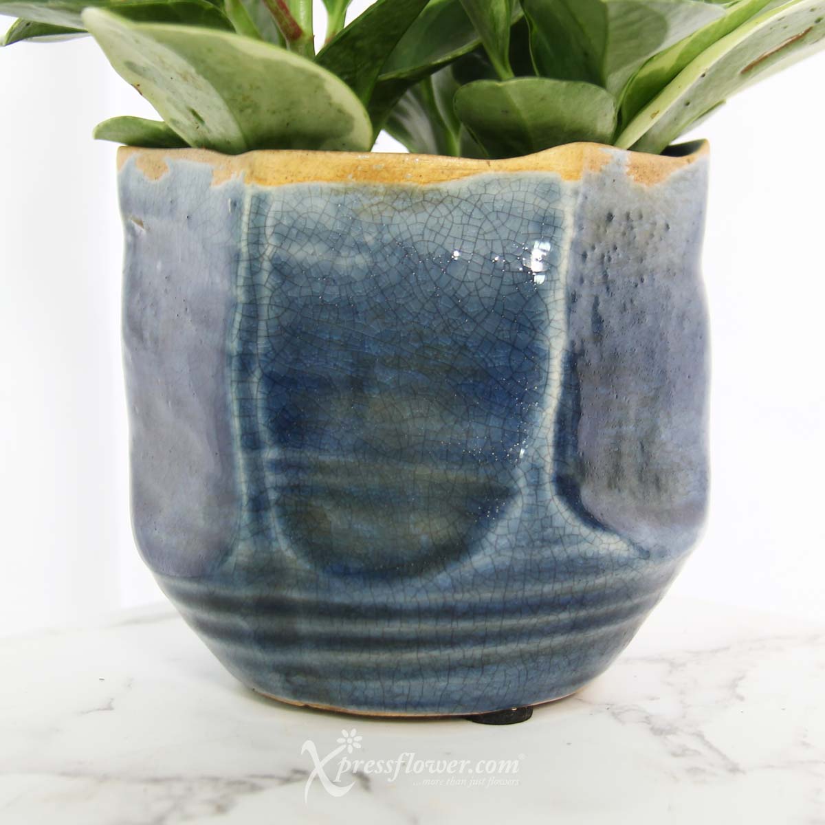 PS2119 Purifying Azure (Peperomia Plants) 1c